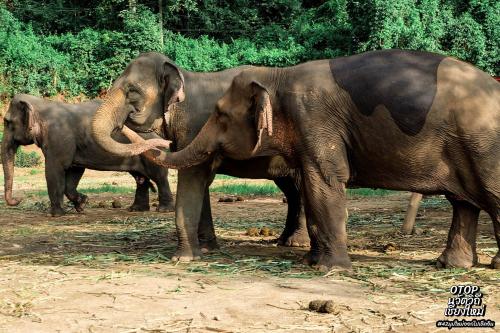 เล่นกับช้าง